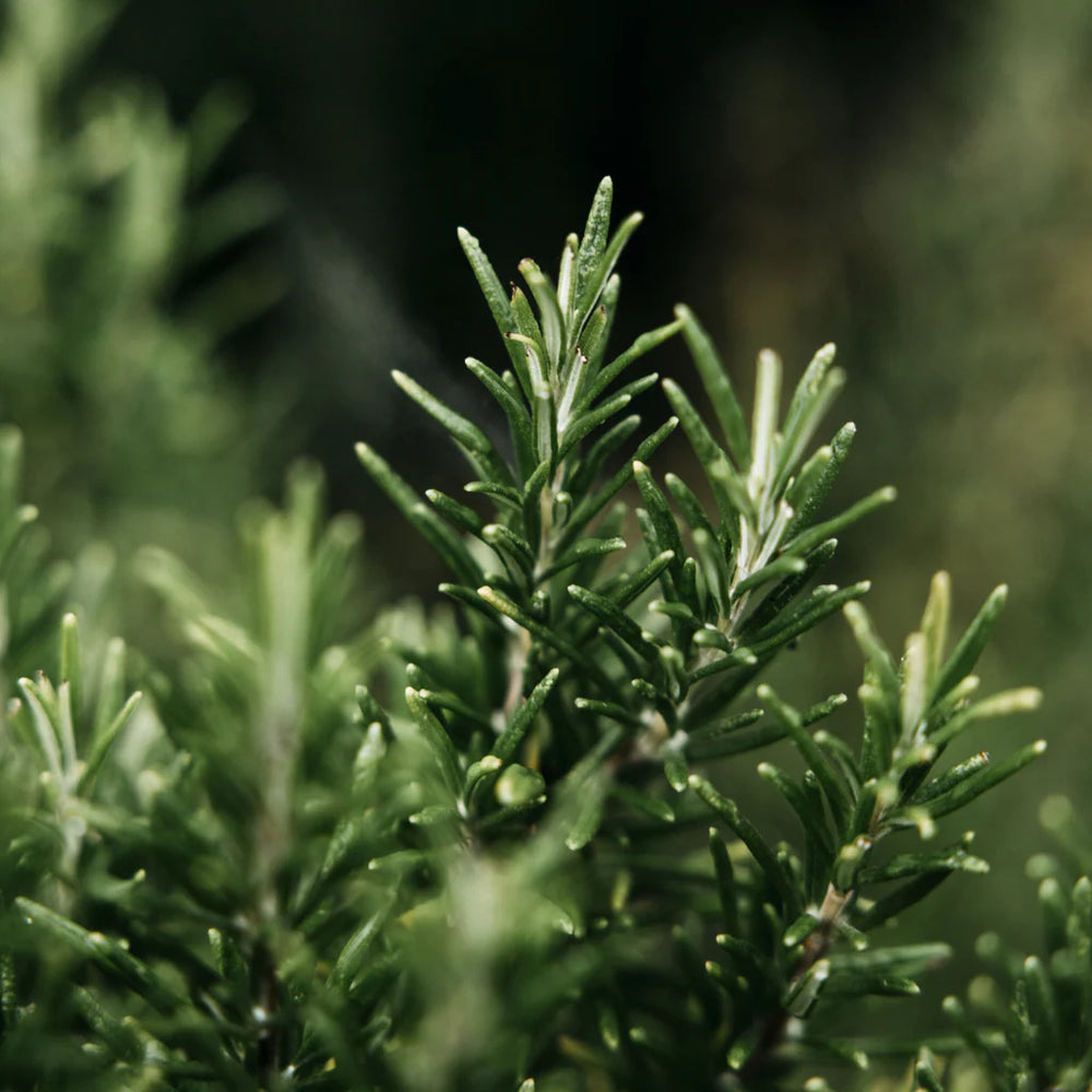 Bay and Rosemary Scented Hand Lotion