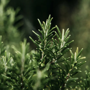 Bay and Rosemary Scented Hand Lotion