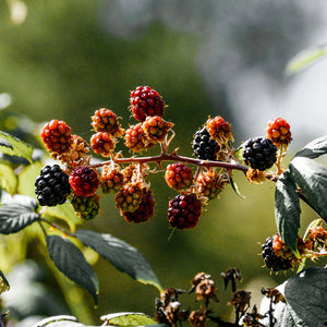 Hawthorn and Berries Scented Tea-Lights
