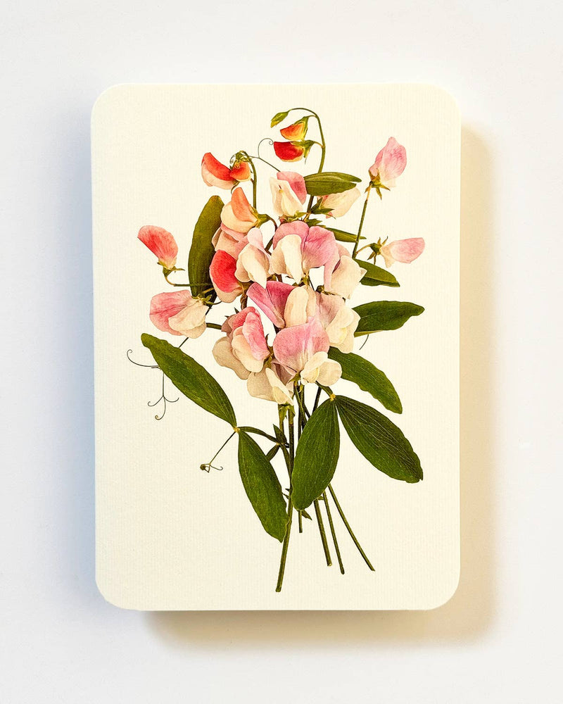 Pink Sweet Peas Greeting Card