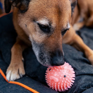 Piggy Dog Ball