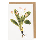 Spring Flowers Card - Primrose