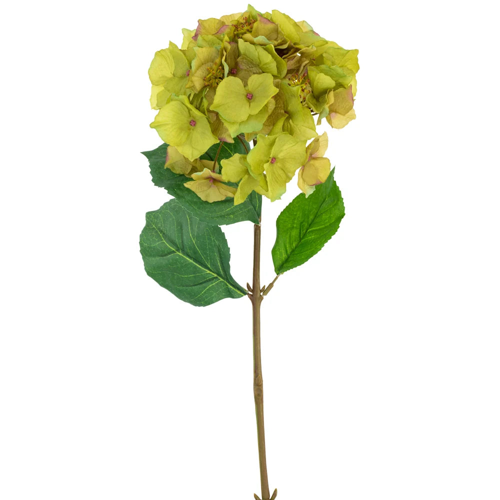 Hortensia - Green (Hydrangea)