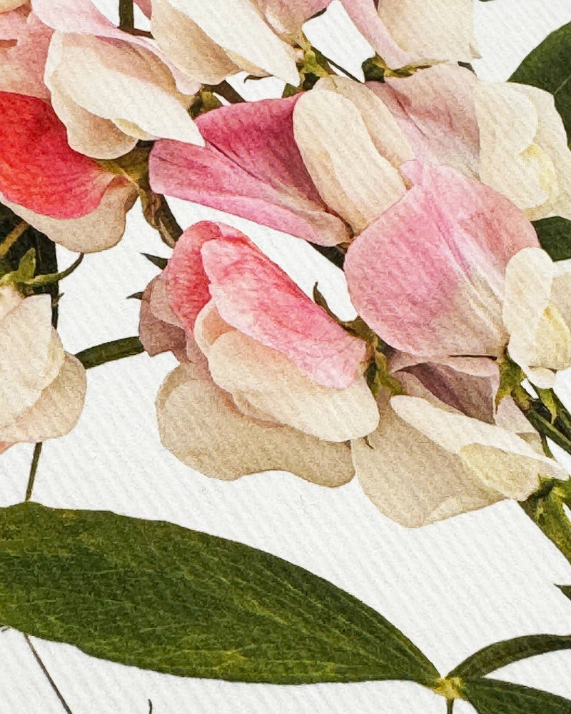 Pink Sweet Peas Greeting Card