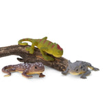 Colour Changing Lizard