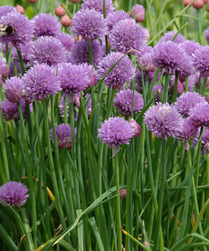 Seed Pack - Chives Fine Leaved