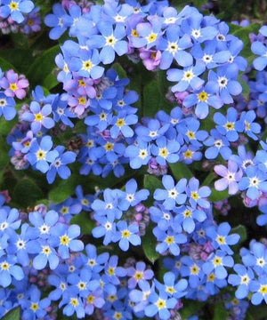 Seed Pack - Forget-Me-Not