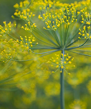 Seed Pack - Dill 'Diana'